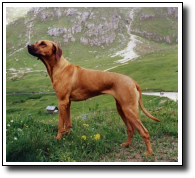 Aida on trip to Italian Dolomites after big success on World Dog Show 2000